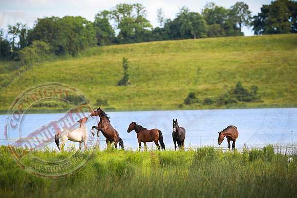 Horses at Derryadd, Upper Lough Erne.
