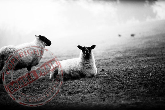 Sheep taken after a football final in Tempo.