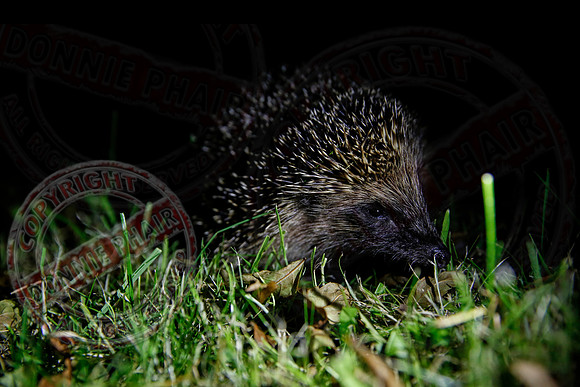 A Hedgehog