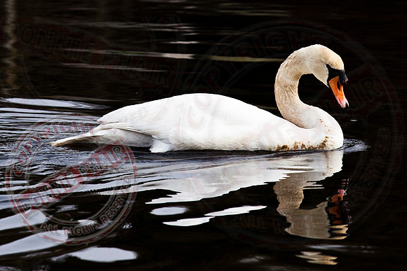 "Swan"