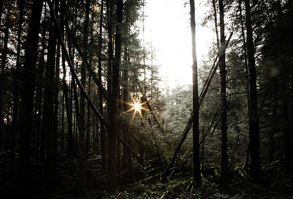 Coolnasillagh Trees with Sun Burst