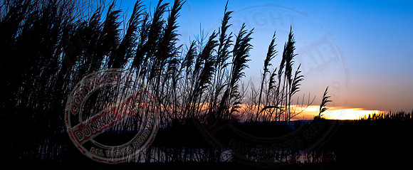Reeds in the sunset.