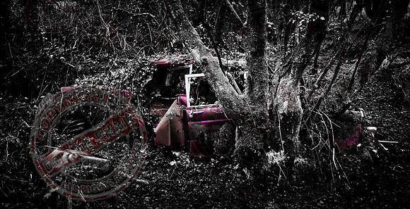 Car in a Forest