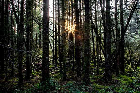 Sunburst through trees at Coolnasillagh