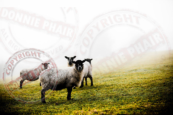 Sheep in a fog.