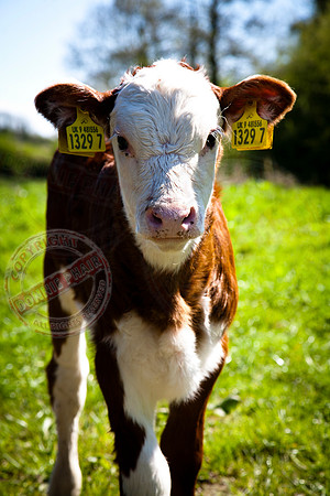 "The Inquisitive Calf"