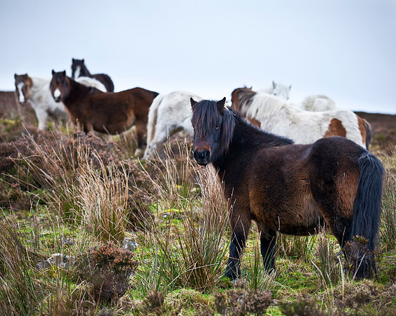 Abandoned Ponies left on Doon Mountain in County Fermanagh.