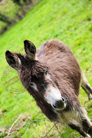 A Donkey  140403  1-2