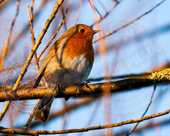 Robin