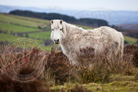 Scruffy Coat Pony.