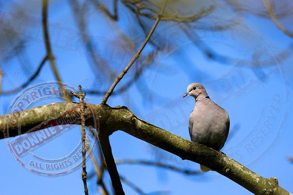 A White Collared Dove
