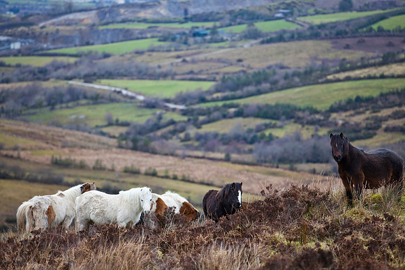 Abandoned Ponies left on Doon Mountain in County Fermanagh.