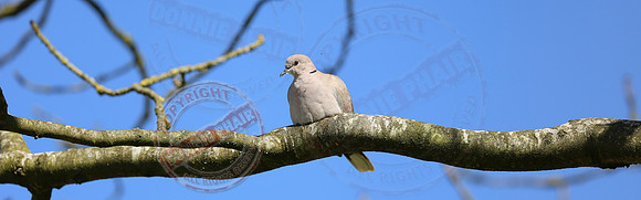 A White Collared Dove