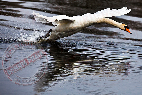 A Swan coming in for "A Graceful Landing"