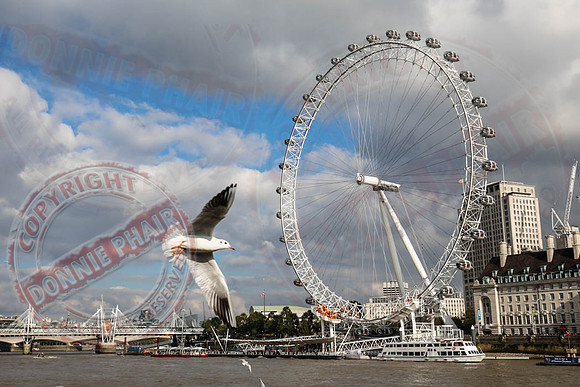 The London Eye with Seagull