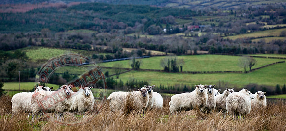 Sheep in the Meadow and the hills of Fermanagh.