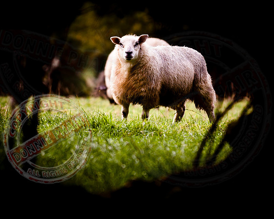 The Sheep in the Meadow.