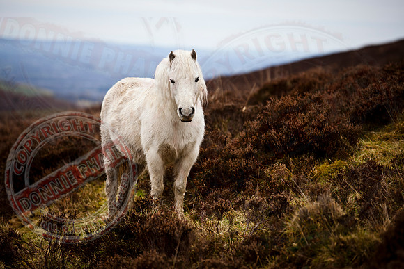 The Lonely Pony