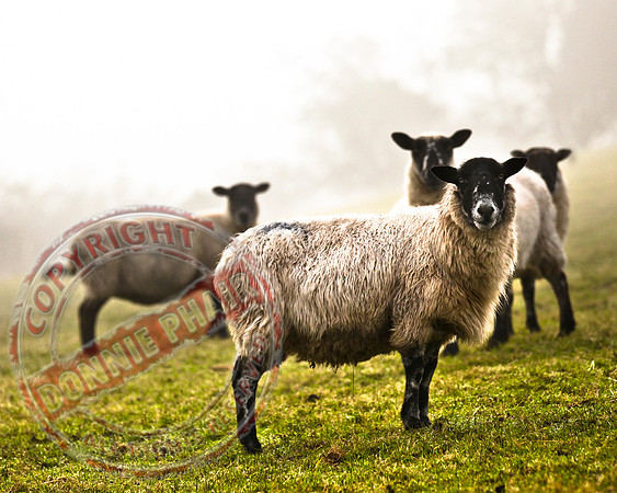 Sheep taken after a football final in Tempo.
