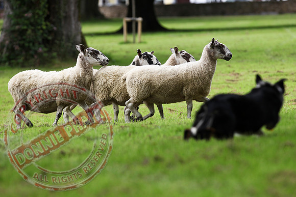 Sheepdog Trials in Belcoo.
