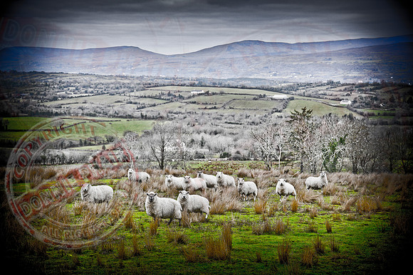 "Arty Sheep"