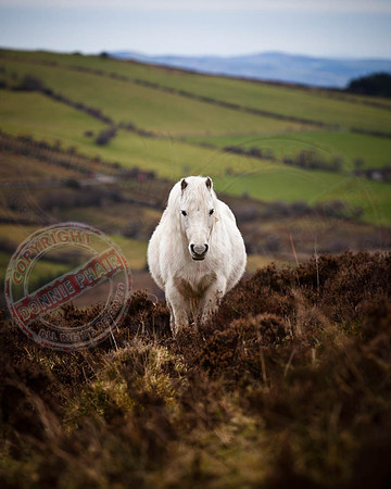 A Lonely Pony
